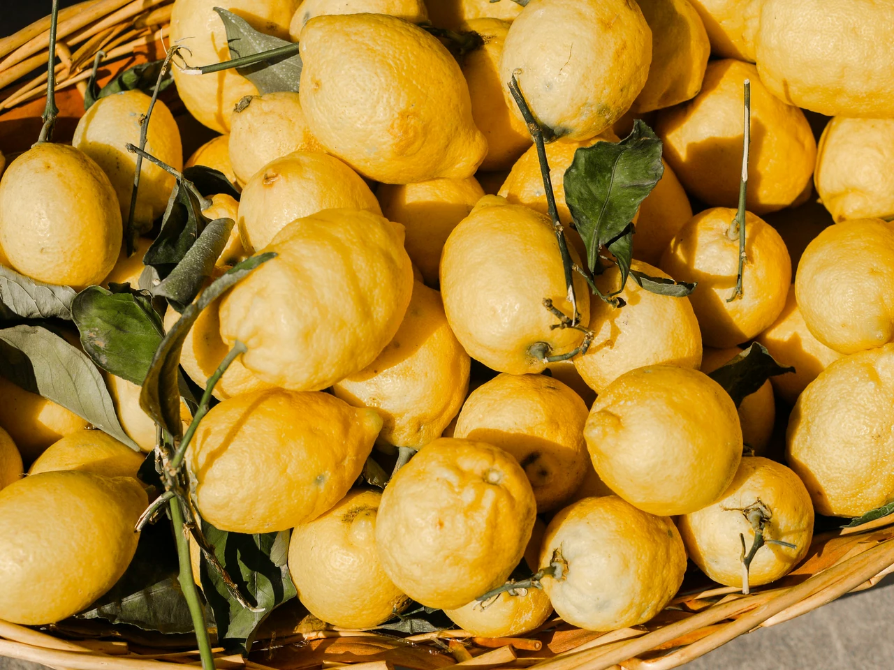 Come proteggere il limone dal caldo estivo: il trucco degli esperti per avere frutti perfetti a giugno Come proteggere il limone dal caldo estivo: il trucco degli esperti per avere frutti perfetti a giugno