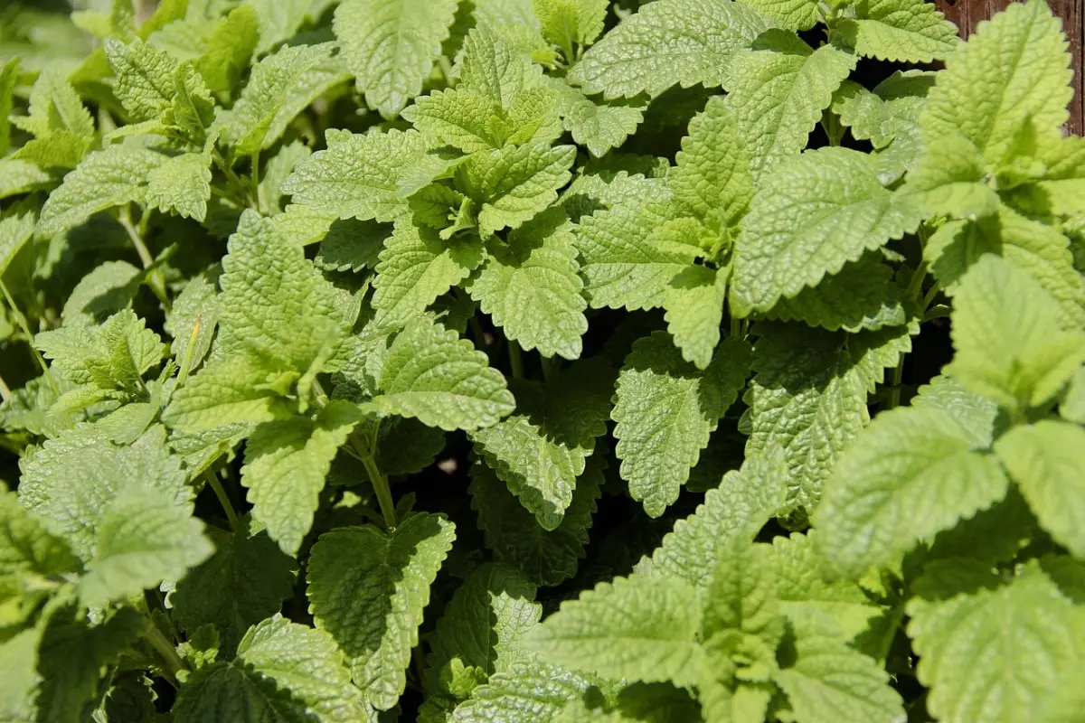 5 piante aromatiche che respingono zanzare: la selezione dei botanici per serate tranquille sul balcone 5 piante aromatiche che respingono zanzare: la selezione dei botanici per serate tranquille sul balcone