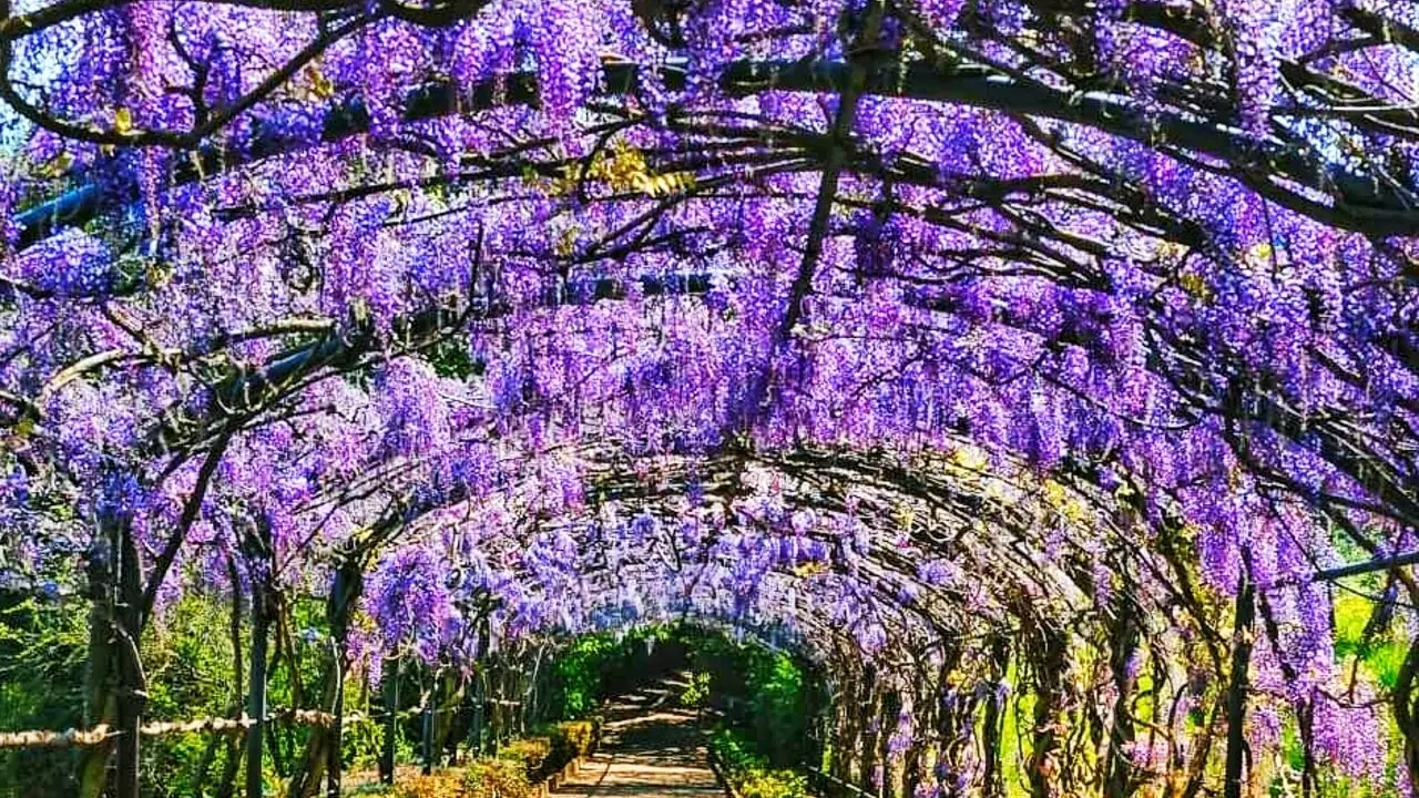 Come creare ombra naturale sul terrazzo: le varietà di rampicanti consigliate dai paesaggisti per l’estate 2025 Come creare ombra naturale sul terrazzo: le varietà di rampicanti consigliate dai paesaggisti per l’estate 2025