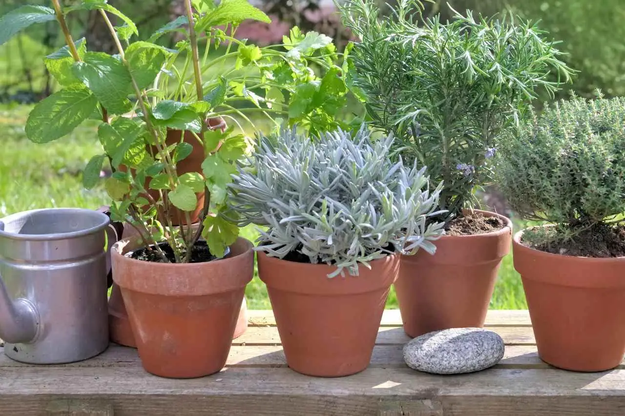 5 trucchi per allontanare subito le formiche dai vasi in estate: il metodo naturale raccomandato dagli agronomi 5 trucchi per allontanare subito le formiche dai vasi in estate: il metodo naturale raccomandato dagli agronomi