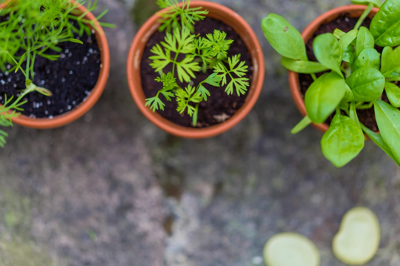 5 trucchi per allontanare subito le formiche dai vasi in estate: il metodo naturale raccomandato dagli agronomi 5 trucchi per allontanare subito le formiche dai vasi in estate: il metodo naturale raccomandato dagli agronomi