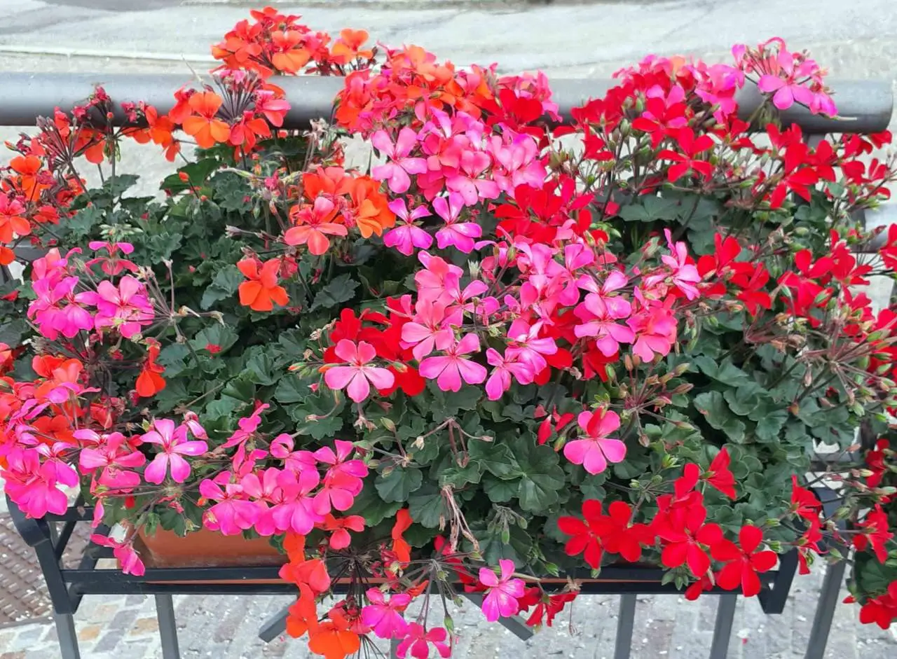 Come ottenere gerani in fiore per tutta l’estate: la strategia dei vivaisti per balconi colorati a giugno Come ottenere gerani in fiore per tutta l’estate: la strategia dei vivaisti per balconi colorati a giugno