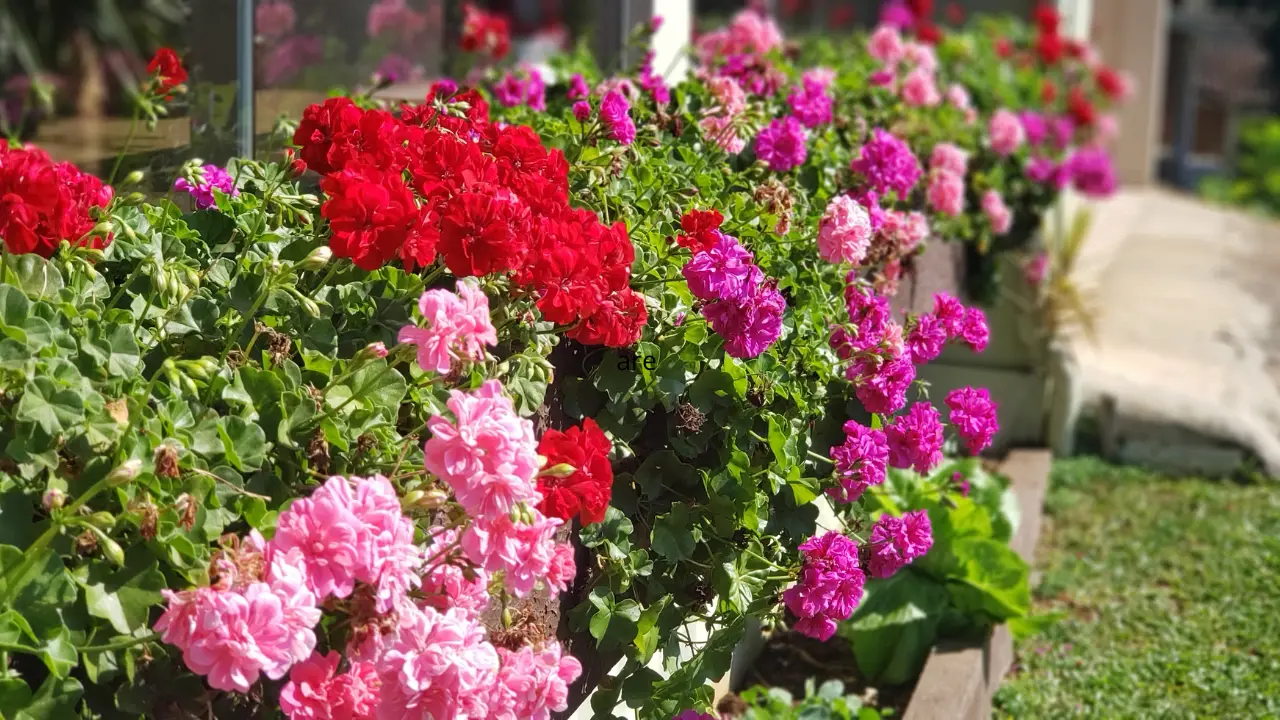 Come ottenere gerani in fiore per tutta l’estate: la strategia dei vivaisti per balconi colorati a giugno Come ottenere gerani in fiore per tutta l’estate: la strategia dei vivaisti per balconi colorati a giugno