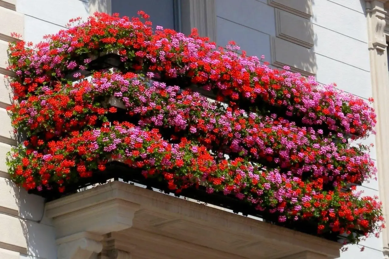 Come ottenere gerani in fiore per tutta l’estate: la strategia dei vivaisti per balconi colorati a giugno Come ottenere gerani in fiore per tutta l’estate: la strategia dei vivaisti per balconi colorati a giugno