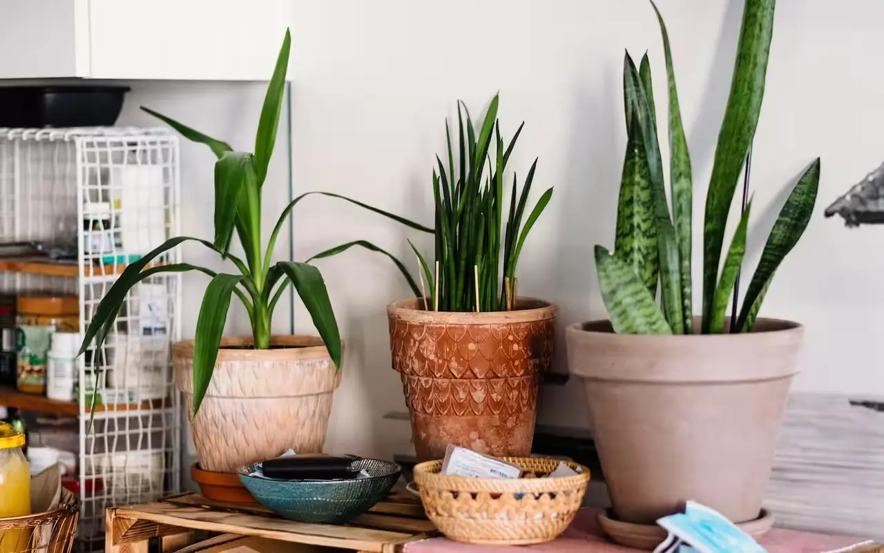Come evitare muffa nei sottovasi durante l’estate: la soluzione pratica dei botanici per case umide Come evitare muffa nei sottovasi durante l’estate: la soluzione pratica dei botanici per case umide