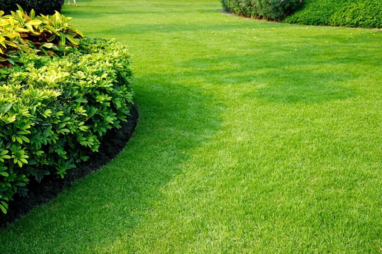 Vuoi un prato sempre verde anche con poca acqua? Prova la pacciamatura naturale suggerita dall’agronomo Vuoi un prato sempre verde anche con poca acqua? Prova la pacciamatura naturale suggerita dall’agronomo