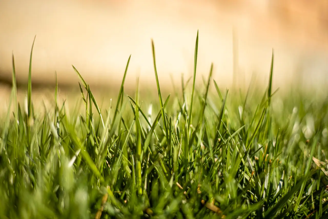 Vuoi un prato sempre verde anche con poca acqua? Prova la pacciamatura naturale suggerita dall’agronomo Vuoi un prato sempre verde anche con poca acqua? Prova la pacciamatura naturale suggerita dall’agronomo