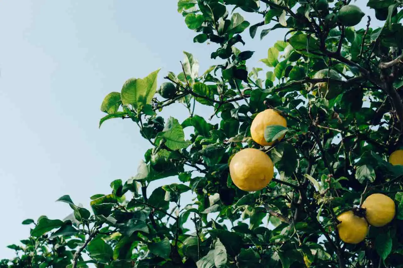 Come proteggere il limone dal caldo estivo: il trucco degli esperti per avere frutti perfetti a giugno Come proteggere il limone dal caldo estivo: il trucco degli esperti per avere frutti perfetti a giugno