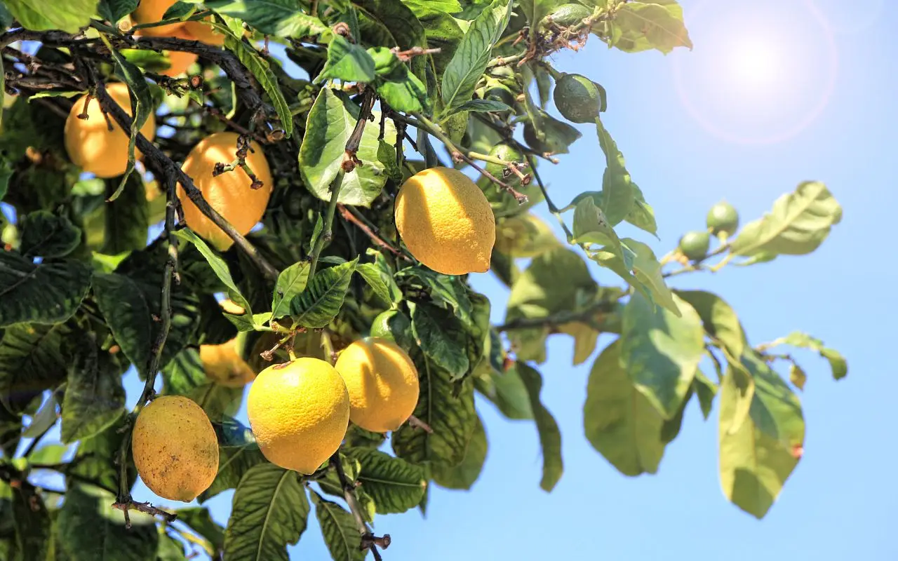 Come proteggere il limone dal caldo estivo: il trucco degli esperti per avere frutti perfetti a giugno Come proteggere il limone dal caldo estivo: il trucco degli esperti per avere frutti perfetti a giugno