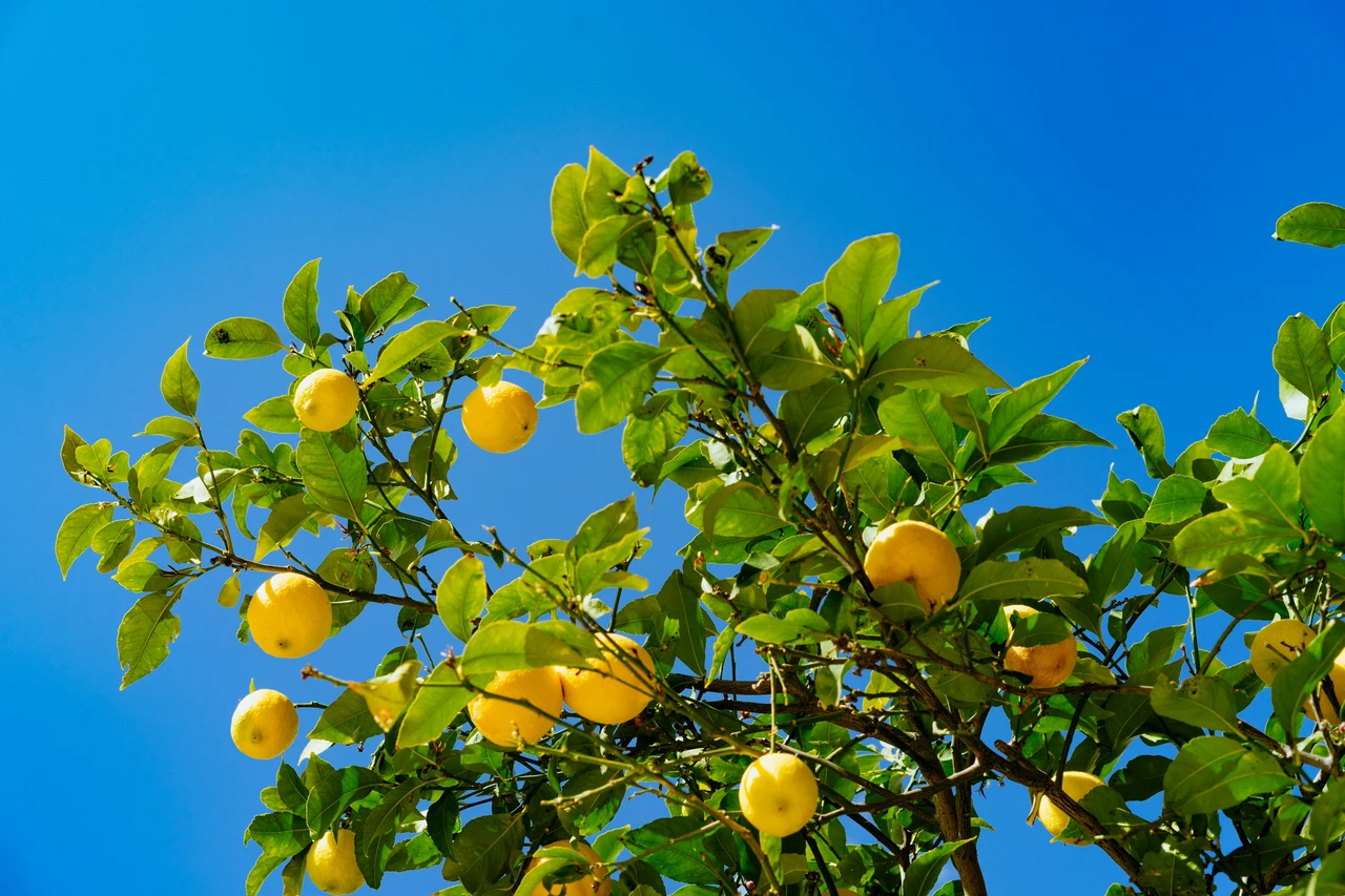 Come proteggere il limone dal caldo estivo: il trucco degli esperti per avere frutti perfetti a giugno Come proteggere il limone dal caldo estivo: il trucco degli esperti per avere frutti perfetti a giugno
