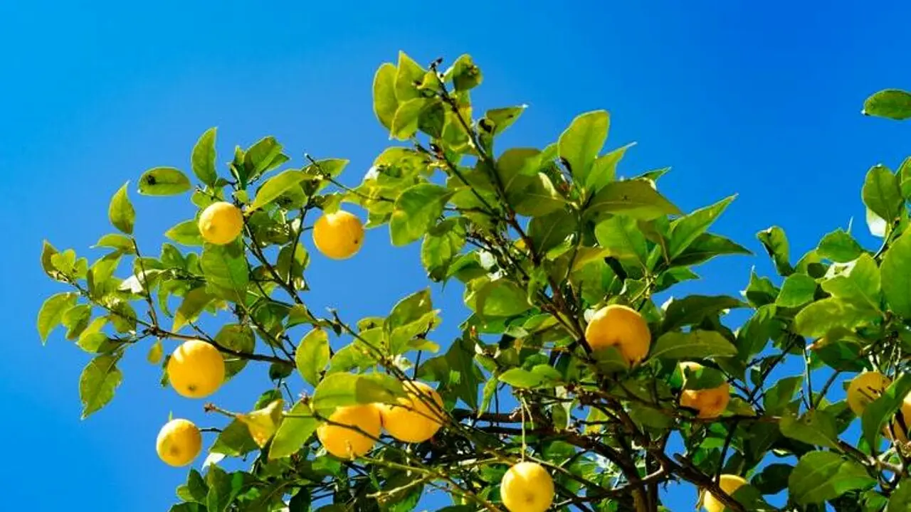 Come proteggere il limone dal caldo estivo: il trucco degli esperti per avere frutti perfetti a giugno Come proteggere il limone dal caldo estivo: il trucco degli esperti per avere frutti perfetti a giugno