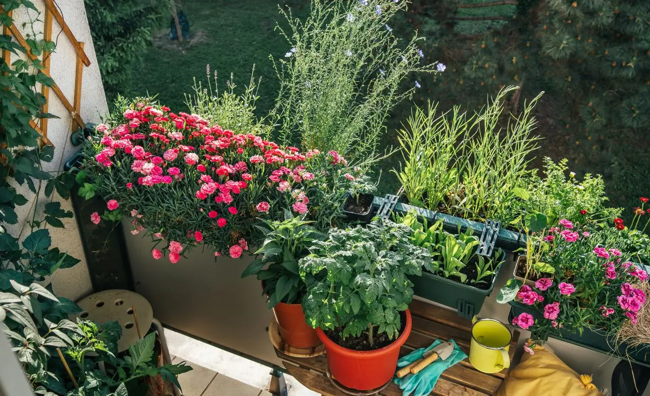 5 piante aromatiche che respingono zanzare: la selezione dei botanici per serate tranquille sul balcone 5 piante aromatiche che respingono zanzare: la selezione dei botanici per serate tranquille sul balcone