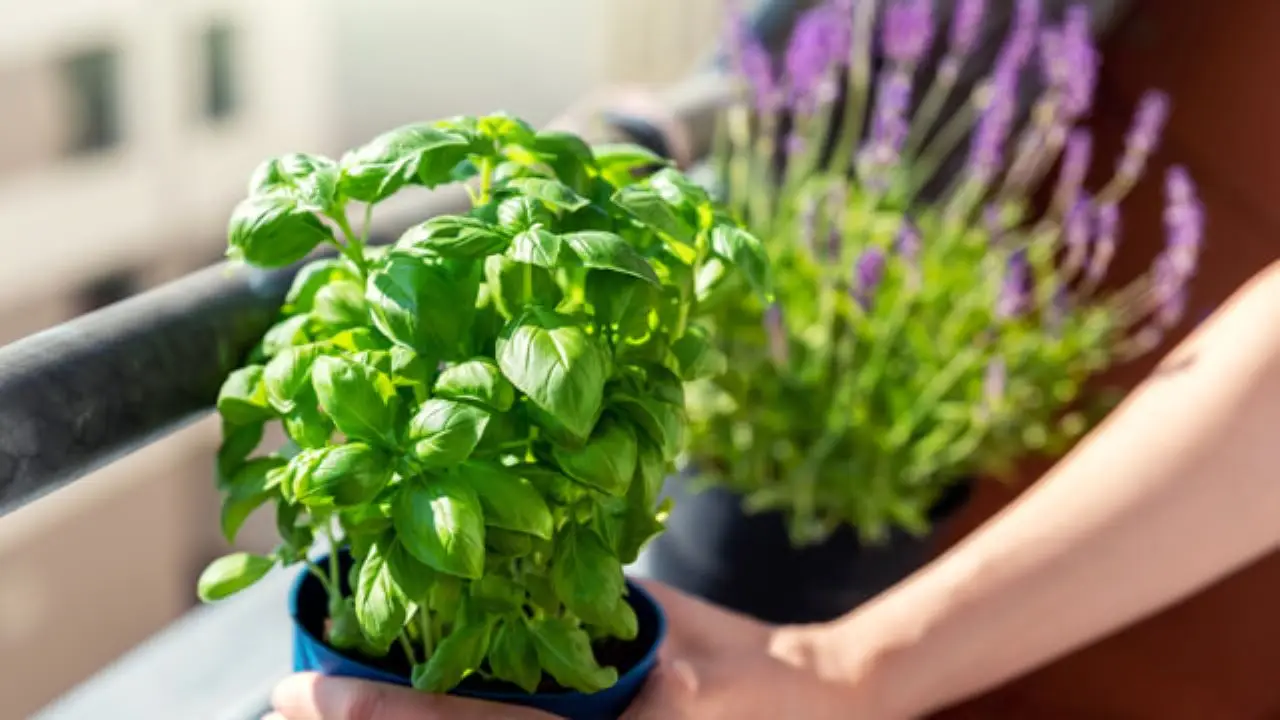 5 piante aromatiche che respingono zanzare: la selezione dei botanici per serate tranquille sul balcone 5 piante aromatiche che respingono zanzare: la selezione dei botanici per serate tranquille sul balcone