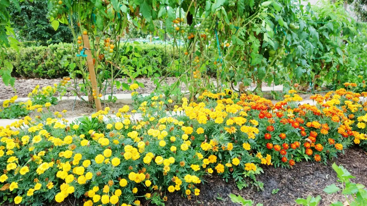 Come tenere lontani i serpenti dal giardino: la soluzione naturale consigliata dai botanici per l’estate 2025 Come tenere lontani i serpenti dal giardino: la soluzione naturale consigliata dai botanici per l’estate 2025