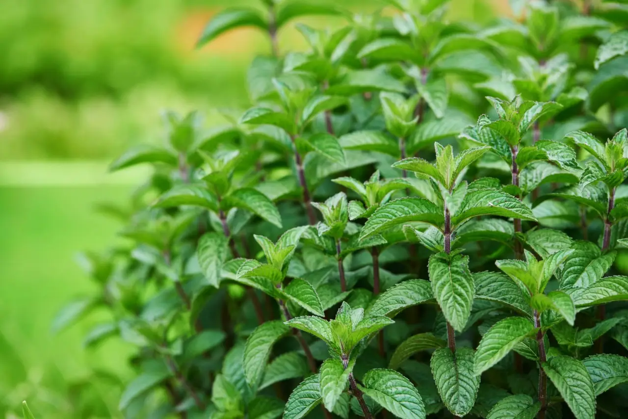Come tenere lontani i serpenti dal giardino: la soluzione naturale consigliata dai botanici per l’estate 2025 Come tenere lontani i serpenti dal giardino: la soluzione naturale consigliata dai botanici per l’estate 2025