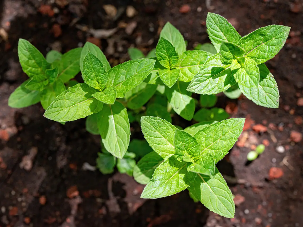 Come tenere lontani i serpenti dal giardino: la soluzione naturale consigliata dai botanici per l’estate 2025 Come tenere lontani i serpenti dal giardino: la soluzione naturale consigliata dai botanici per l’estate 2025