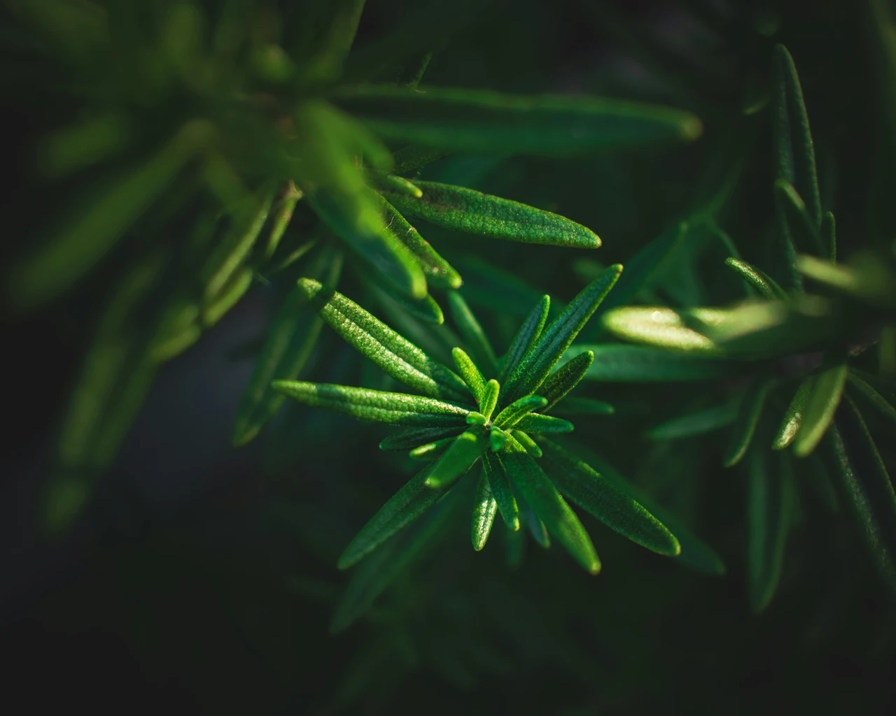 Come tenere lontani i serpenti dal giardino: la soluzione naturale consigliata dai botanici per l’estate 2025 Come tenere lontani i serpenti dal giardino: la soluzione naturale consigliata dai botanici per l’estate 2025