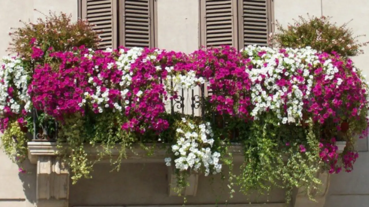 Vuoi un balcone profumato anche la sera? Scegli questi fiori notturni per giugno secondo i vivaisti Vuoi un balcone profumato anche la sera? Scegli questi fiori notturni per giugno secondo i vivaisti