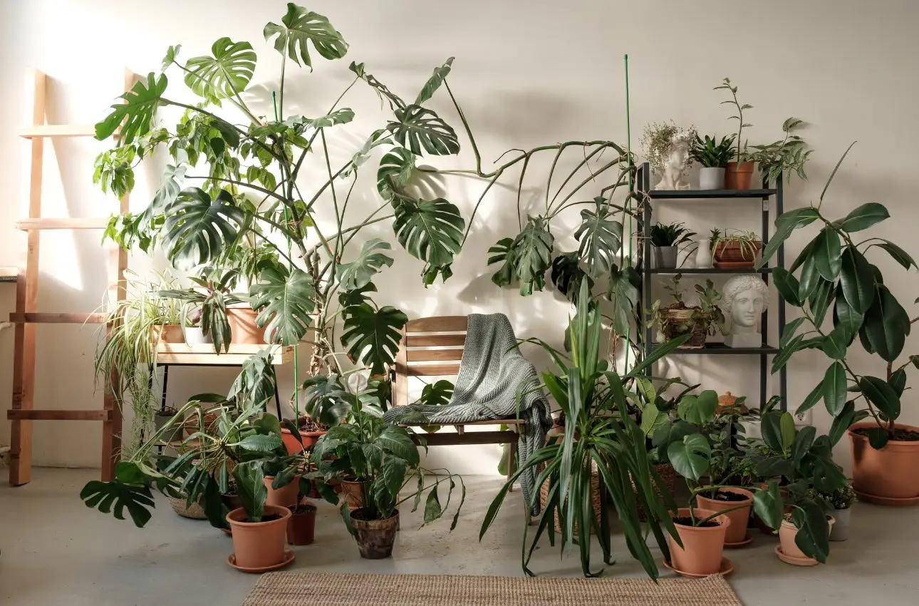 Come trattare le piante d’appartamento che abbassano la temperatura in casa: la guida dei biologi vegetali per l’estate Come trattare le piante d’appartamento che abbassano la temperatura in casa: la guida dei biologi vegetali per l’estate
