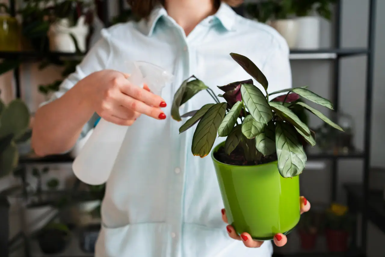 Come trattare le piante d’appartamento che abbassano la temperatura in casa: la guida dei biologi vegetali per l’estate Come trattare le piante d’appartamento che abbassano la temperatura in casa: la guida dei biologi vegetali per l’estate