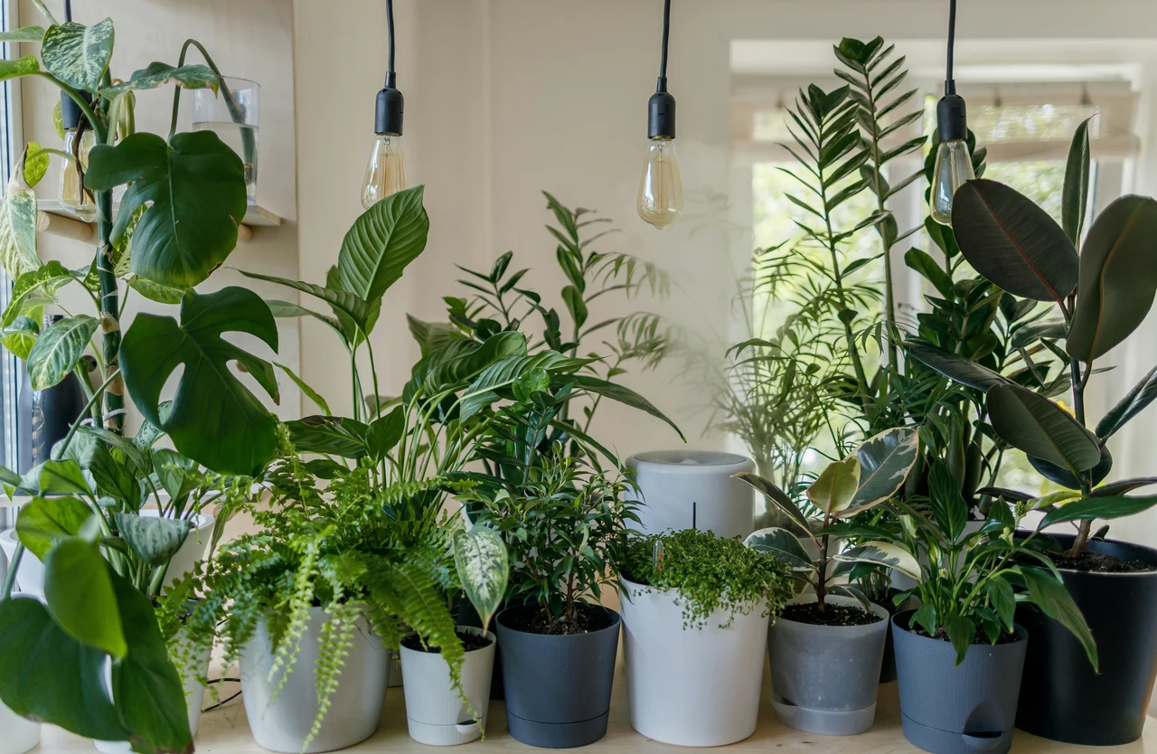 Come trattare le piante d’appartamento che abbassano la temperatura in casa: la guida dei biologi vegetali per l’estate Come trattare le piante d’appartamento che abbassano la temperatura in casa: la guida dei biologi vegetali per l’estate