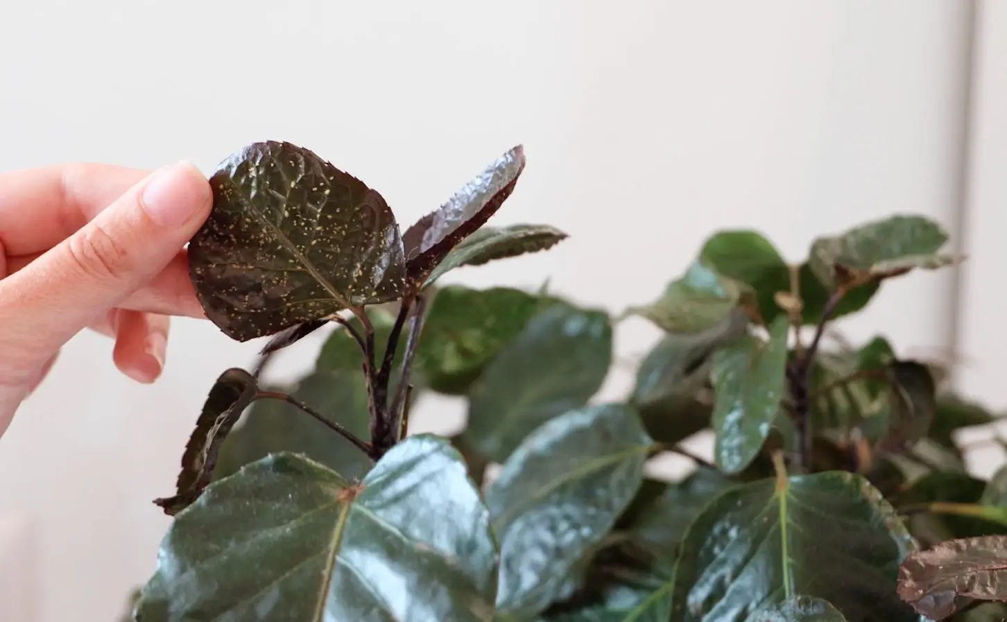 Come trattare le piante d’appartamento che abbassano la temperatura in casa: la guida dei biologi vegetali per l’estate Come trattare le piante d’appartamento che abbassano la temperatura in casa: la guida dei biologi vegetali per l’estate