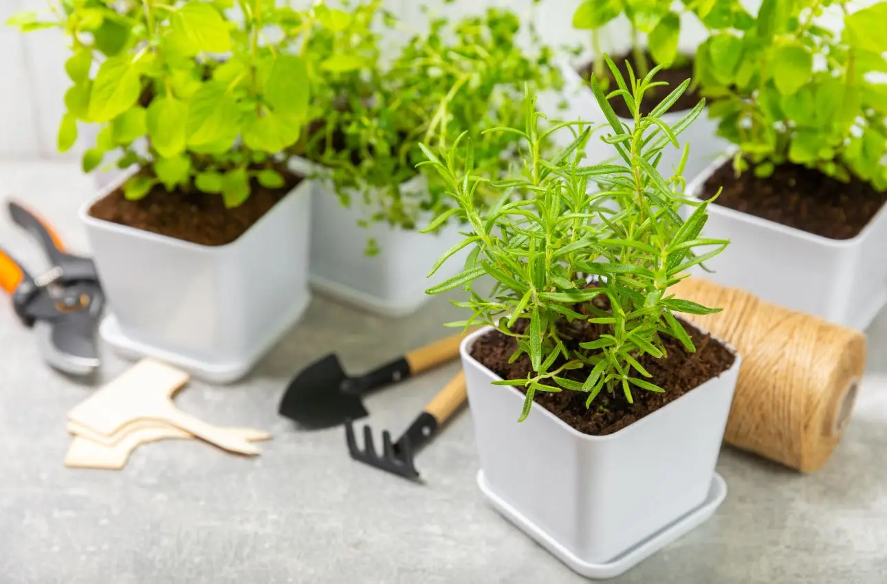 La pianta aromatica che protegge la dispensa dalle formiche: il consiglio degli esperti per l’estate La pianta aromatica che protegge la dispensa dalle formiche: il consiglio degli esperti per l’estate