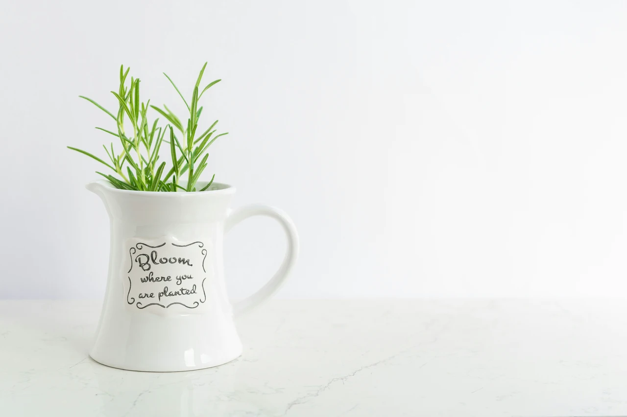 La pianta aromatica che protegge la dispensa dalle formiche: il consiglio degli esperti per l’estate La pianta aromatica che protegge la dispensa dalle formiche: il consiglio degli esperti per l’estate