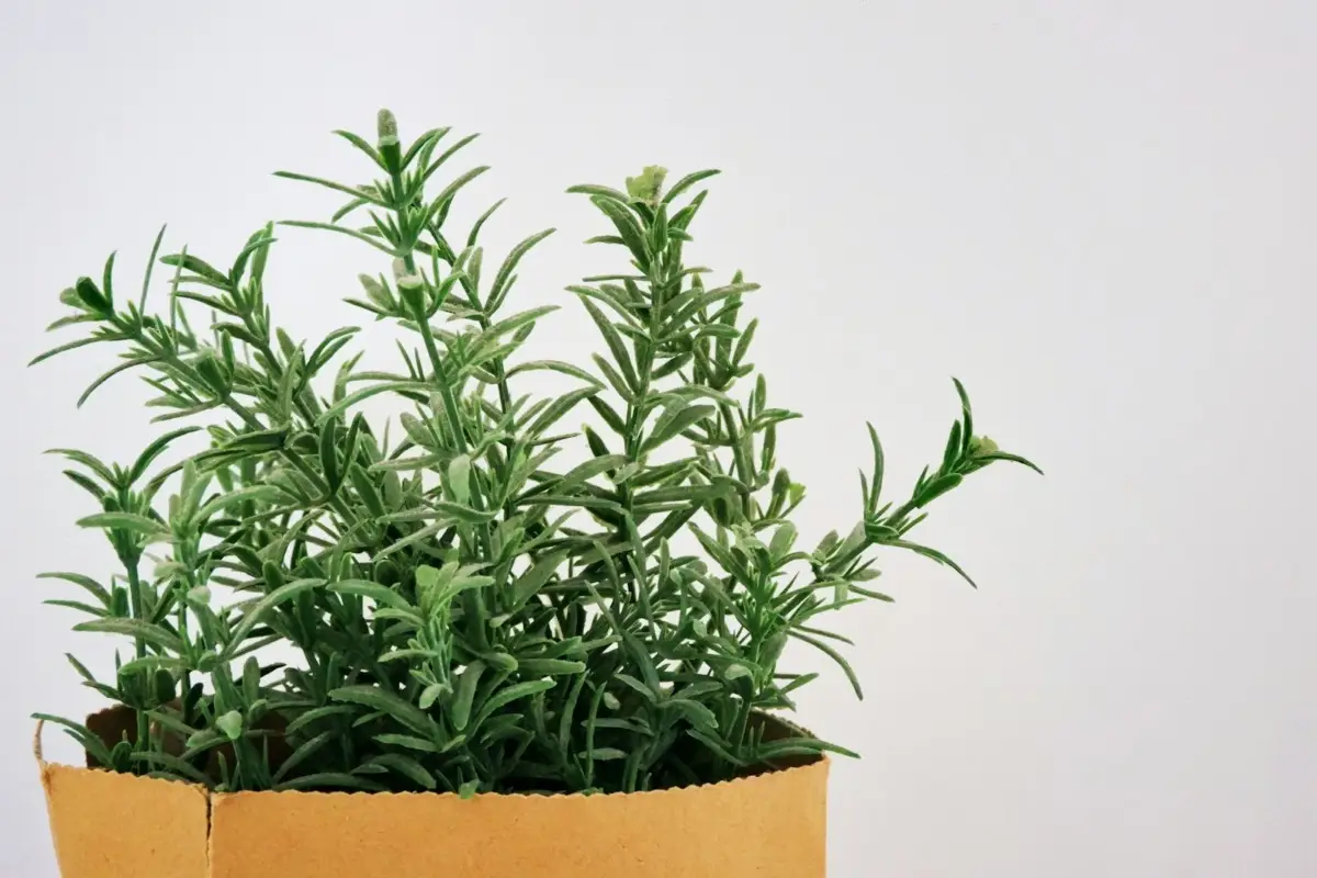 La pianta aromatica che protegge la dispensa dalle formiche: il consiglio degli esperti per l’estate La pianta aromatica che protegge la dispensa dalle formiche: il consiglio degli esperti per l’estate