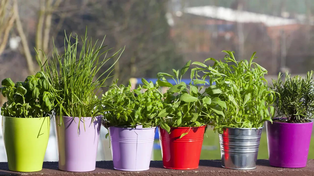 Coltiva queste spezie in vaso per arricchire i tuoi piatti estivi: la selezione degli esperti per giugno Coltiva queste spezie in vaso per arricchire i tuoi piatti estivi: la selezione degli esperti per giugno