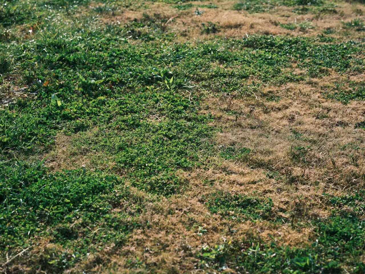 Come proteggere il prato dal caldo estivo senza irrigare: il metodo della pacciamatura naturale approvato dagli agronomi Come proteggere il prato dal caldo estivo senza irrigare: il metodo della pacciamatura naturale approvato dagli agronomi