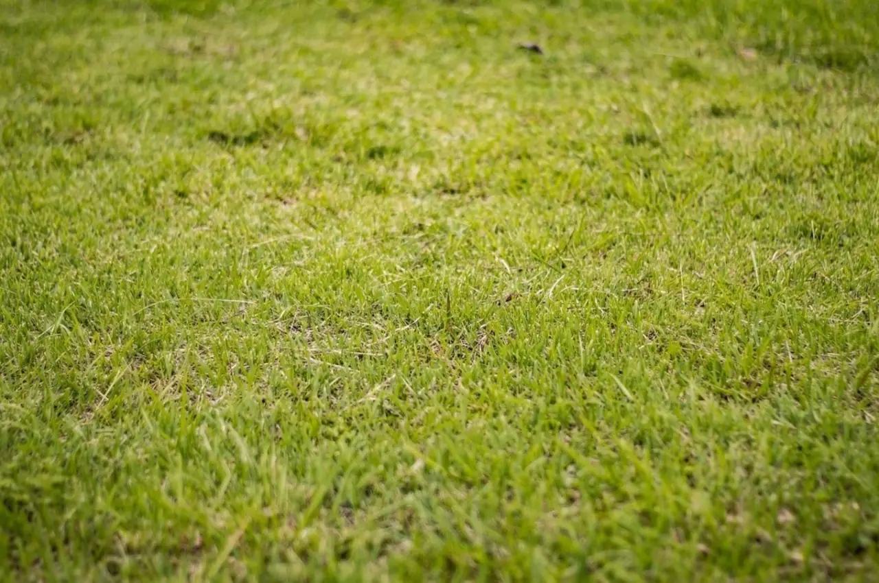 Come proteggere il prato dal caldo estivo senza irrigare: il metodo della pacciamatura naturale approvato dagli agronomi Come proteggere il prato dal caldo estivo senza irrigare: il metodo della pacciamatura naturale approvato dagli agronomi