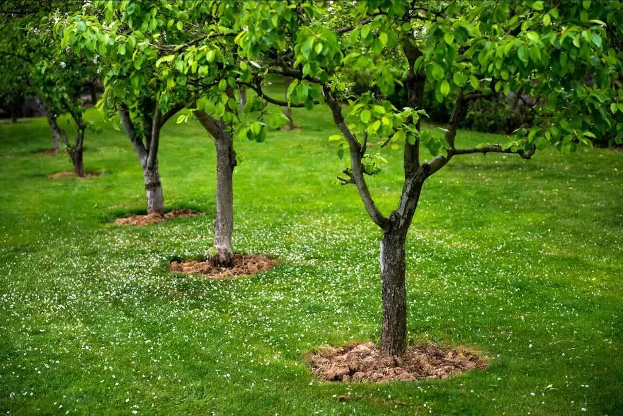 Come proteggere il prato dal caldo estivo senza irrigare: il metodo della pacciamatura naturale approvato dagli agronomi Come proteggere il prato dal caldo estivo senza irrigare: il metodo della pacciamatura naturale approvato dagli agronomi