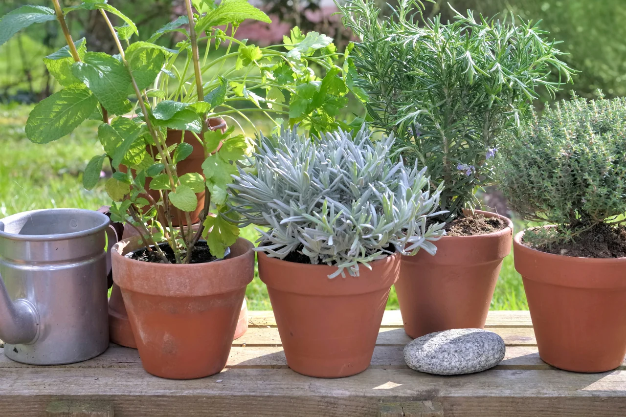 5 strategie per difendere le piante aromatiche dal caldo di giugno: la guida dell’Accademia Italiana di Agricoltura 5 strategie per difendere le piante aromatiche dal caldo di giugno: la guida dell’Accademia Italiana di Agricoltura