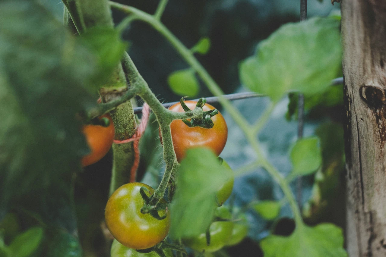 Come evitare le foglie gialle nei pomodori in estate: il consiglio dell’agronomo per raccolti sani Come evitare le foglie gialle nei pomodori in estate: il consiglio dell’agronomo per raccolti sani