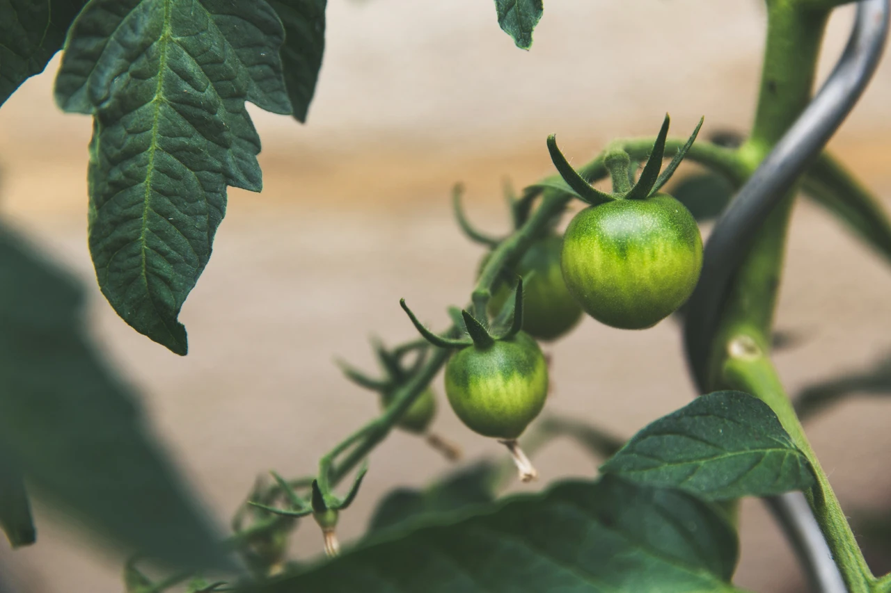 Come evitare le foglie gialle nei pomodori in estate: il consiglio dell’agronomo per raccolti sani Come evitare le foglie gialle nei pomodori in estate: il consiglio dell’agronomo per raccolti sani