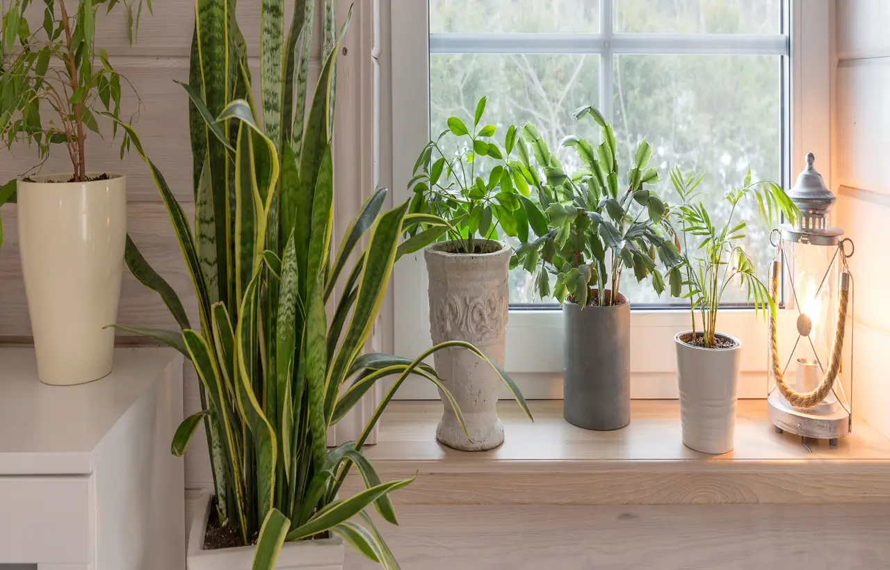Vuoi una casa più fresca senza condizionatore? Ecco le piante d’appartamento che abbassano la temperatura secondo gli esperti Vuoi una casa più fresca senza condizionatore? Ecco le piante d’appartamento che abbassano la temperatura secondo gli esperti