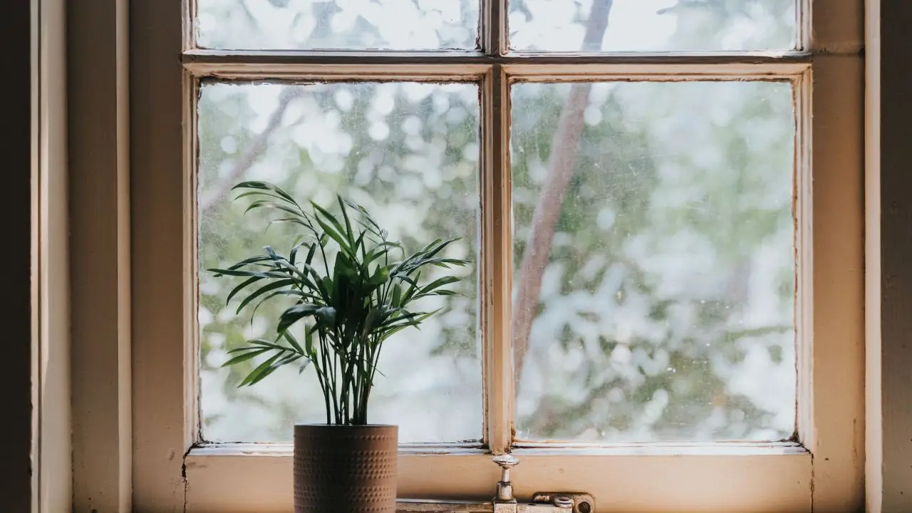 Vuoi una casa più fresca senza condizionatore? Ecco le piante d’appartamento che abbassano la temperatura secondo gli esperti Vuoi una casa più fresca senza condizionatore? Ecco le piante d’appartamento che abbassano la temperatura secondo gli esperti