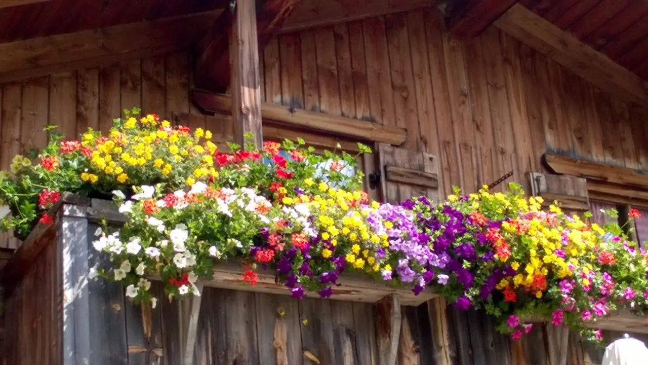 Il segreto del compost maturo: come usarlo ora per fioriture esplosive in balcone Il segreto del compost maturo: come usarlo ora per fioriture esplosive in balcone