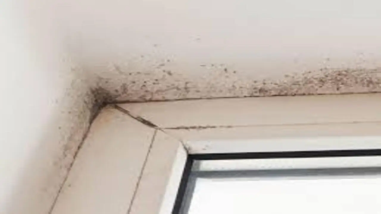 Cosa mettere nei sottovasi per evitare muffa in estate: il trucco degli esperti per balconi sempre sani Cosa mettere nei sottovasi per evitare muffa in estate: il trucco degli esperti per balconi sempre sani