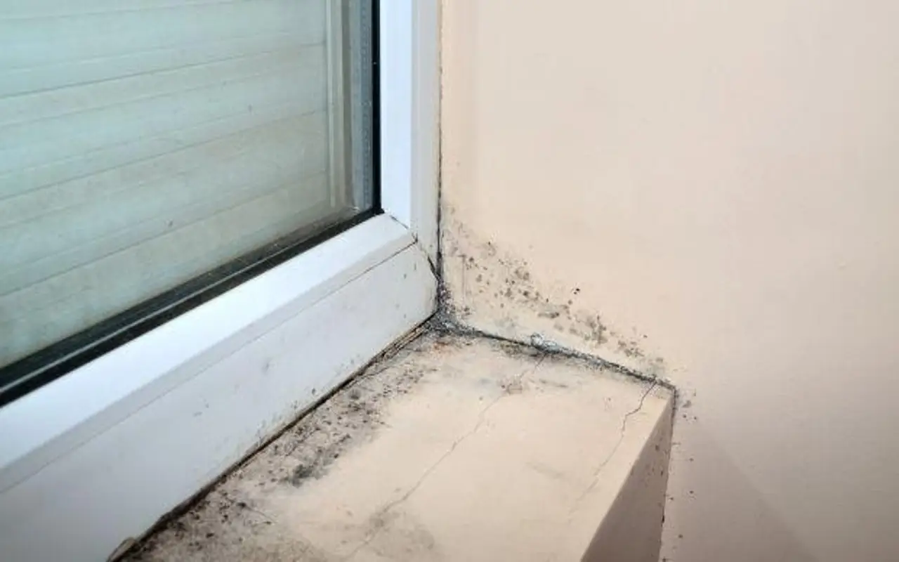 Cosa mettere nei sottovasi per evitare muffa in estate: il trucco degli esperti per balconi sempre sani Cosa mettere nei sottovasi per evitare muffa in estate: il trucco degli esperti per balconi sempre sani