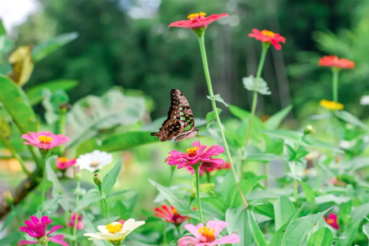 Come attirare farfalle in giardino: le piante consigliate dai botanici per giugno Come attirare farfalle in giardino: le piante consigliate dai botanici per giugno