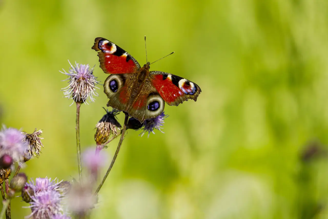 Come attirare farfalle in giardino: le piante consigliate dai botanici per giugno Come attirare farfalle in giardino: le piante consigliate dai botanici per giugno