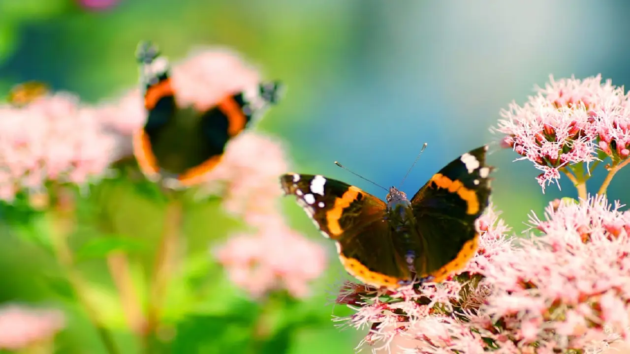 Come attirare farfalle in giardino: le piante consigliate dai botanici per giugno Come attirare farfalle in giardino: le piante consigliate dai botanici per giugno