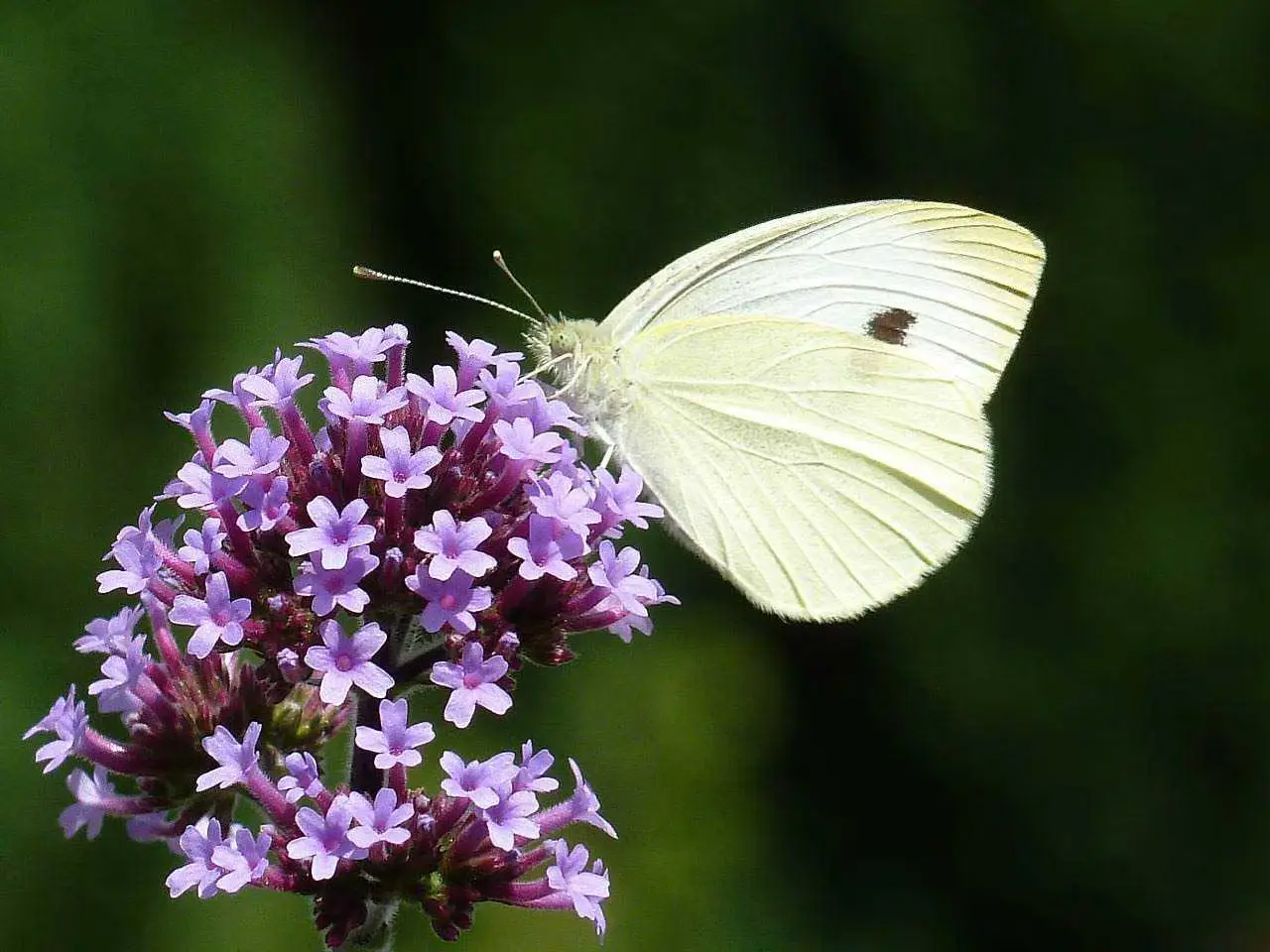 Come attirare farfalle in giardino: le piante consigliate dai botanici per giugno Come attirare farfalle in giardino: le piante consigliate dai botanici per giugno
