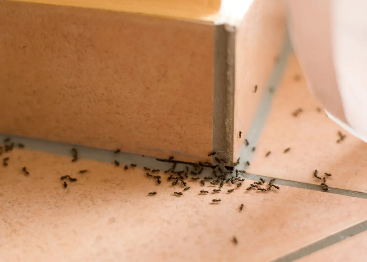 Il rimedio naturale per eliminare le formiche nei vasi: la soluzione consigliata dall’esperto Il rimedio naturale per eliminare le formiche nei vasi: la soluzione consigliata dall’esperto