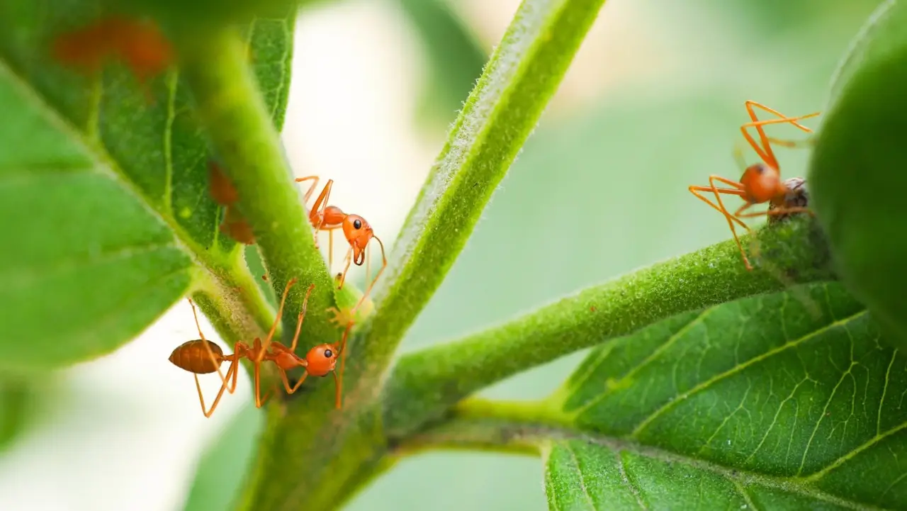 Il rimedio naturale per eliminare le formiche nei vasi: la soluzione consigliata dall’esperto Il rimedio naturale per eliminare le formiche nei vasi: la soluzione consigliata dall’esperto